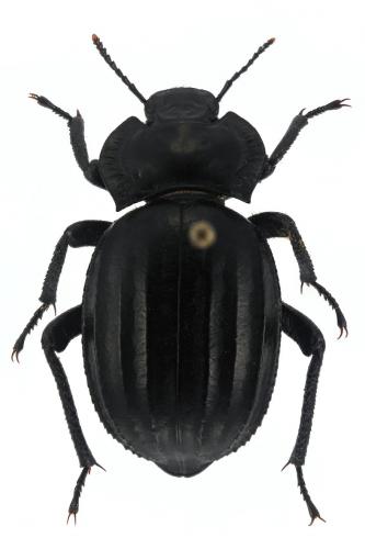 Réf. 216 397 : Morica grossa